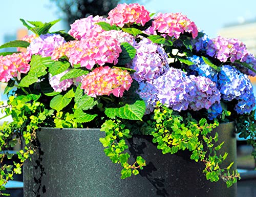 60+ Mixed Color Hydrangea Seeds for Planting, Giant Snowball Hydrangea Fast Growing Shrub, Flower Plant Wedding, Outdoor Garden - Potted Plants