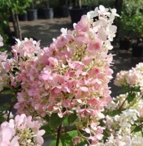 pink diamond hydrangea – 1 gallon, 2’ft tall – established potted plant – hydrangea paniculata, fast growing tree, easy care, spring flowers