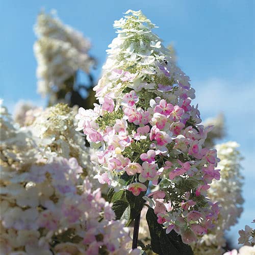 Pink Diamond Hydrangea - 1 Gallon, 2'ft Tall - Established Potted Plant - Hydrangea paniculata, Fast Growing Tree, Easy Care, Spring Flowers