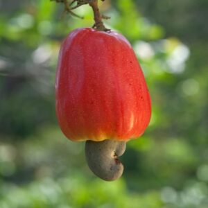 cashew seeds fast growing tropical fruit seeds for planting – 15 seeds