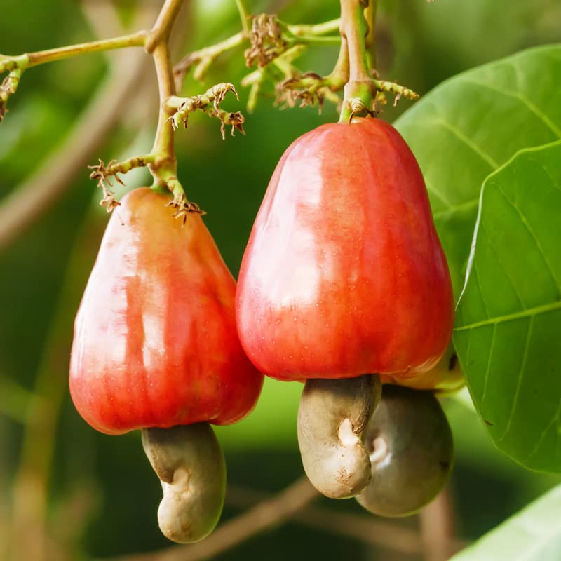 Cashew Seeds Fast Growing Tropical Fruit Seeds for Planting - 15 Seeds