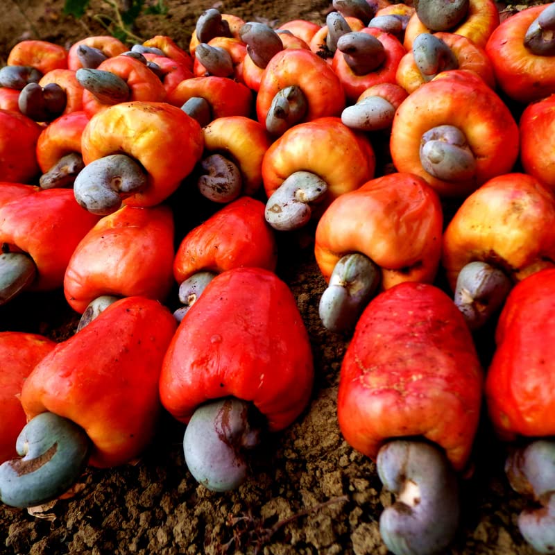 Cashew Seeds Fast Growing Tropical Fruit Seeds for Planting - 15 Seeds