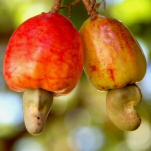 Cashew Seeds Fast Growing Tropical Fruit Seeds for Planting - 15 Seeds