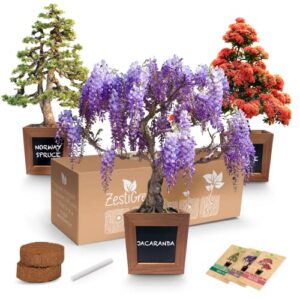 bonsai starter kit – gardening gift for women & men – bonsai tree growing garden crafts hobby kits for adults, unique diy hobbies for plant lovers