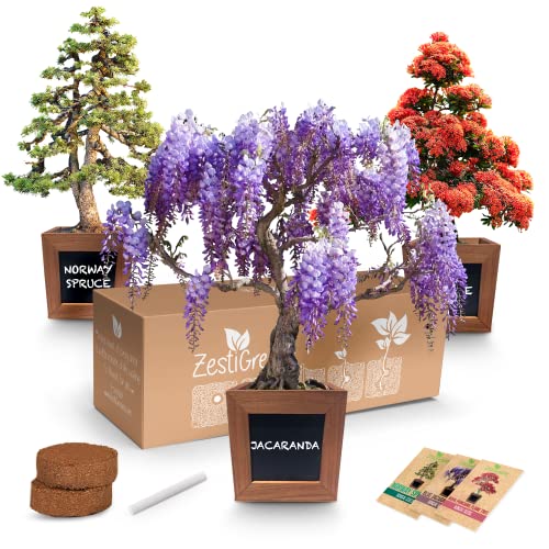 Bonsai Starter Kit - Gardening Gift for Women & Men - Bonsai Tree Growing Garden Crafts Hobby Kits for Adults, Unique DIY Hobbies for Plant Lovers