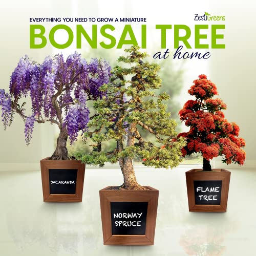 Bonsai Starter Kit - Gardening Gift for Women & Men - Bonsai Tree Growing Garden Crafts Hobby Kits for Adults, Unique DIY Hobbies for Plant Lovers