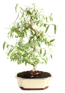 bonsai dwarf japanese curly willow tree cutting – very rare fast growing bonsai – get a mature looking bonsai very fast