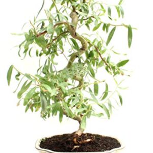 Bonsai Dwarf Japanese Curly Willow Tree Cutting - Very Rare Fast Growing Bonsai - Get A Mature Looking Bonsai Very Fast