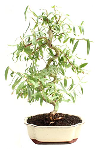 Bonsai Dwarf Japanese Curly Willow Tree Cutting - Very Rare Fast Growing Bonsai - Get A Mature Looking Bonsai Very Fast