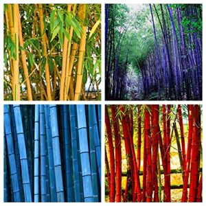 200+ giant bamboo seeds for planting outdoors, 4 colors, privacy screen good for environment shade – landscaping -tolerant home decor landscaping, fast growing