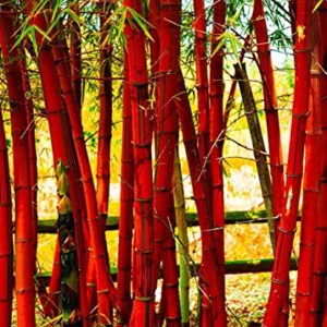 200+ Giant Bamboo Seeds for Planting Outdoors, 4 Colors, Privacy Screen Good for Environment Shade - Landscaping -Tolerant Home Decor Landscaping, Fast Growing