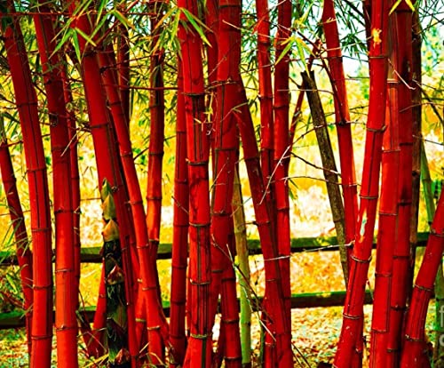 200+ Giant Bamboo Seeds for Planting Outdoors, 4 Colors, Privacy Screen Good for Environment Shade - Landscaping -Tolerant Home Decor Landscaping, Fast Growing