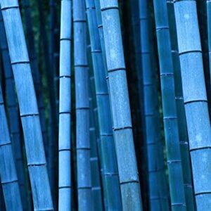 200+ Giant Bamboo Seeds for Planting Outdoors, 4 Colors, Privacy Screen Good for Environment Shade - Landscaping -Tolerant Home Decor Landscaping, Fast Growing