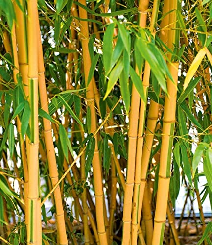 200+ Giant Bamboo Seeds for Planting Outdoors, 4 Colors, Privacy Screen Good for Environment Shade - Landscaping -Tolerant Home Decor Landscaping, Fast Growing