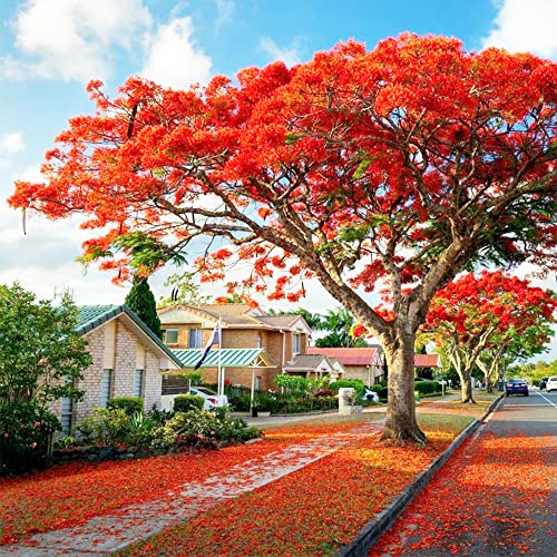 QAUZUY GARDEN 20 Seeds Delonix Regia B6 Royal Poinciana Flamboyant Flame Tree Gulmohar Showy Evergreen Tree Drought Tolerant Fast-Growing Low-Maintenance