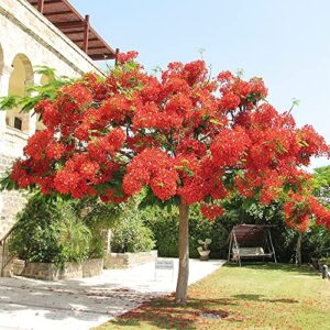 QAUZUY GARDEN 20 Seeds Delonix Regia B6 Royal Poinciana Flamboyant Flame Tree Gulmohar Showy Evergreen Tree Drought Tolerant Fast-Growing Low-Maintenance