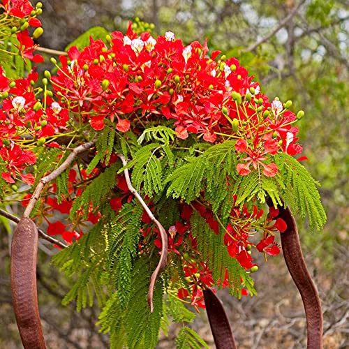 QAUZUY GARDEN 20 Seeds Delonix Regia B6 Royal Poinciana Flamboyant Flame Tree Gulmohar Showy Evergreen Tree Drought Tolerant Fast-Growing Low-Maintenance