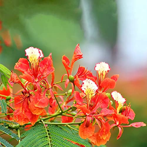 QAUZUY GARDEN 20 Seeds Delonix Regia B6 Royal Poinciana Flamboyant Flame Tree Gulmohar Showy Evergreen Tree Drought Tolerant Fast-Growing Low-Maintenance