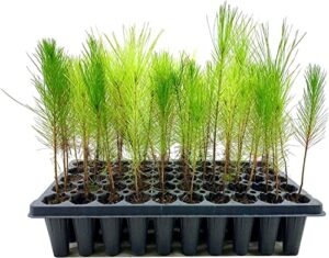 loblolly pine tree | 3 live plants | pinus taeda | fast growing stately shade tree