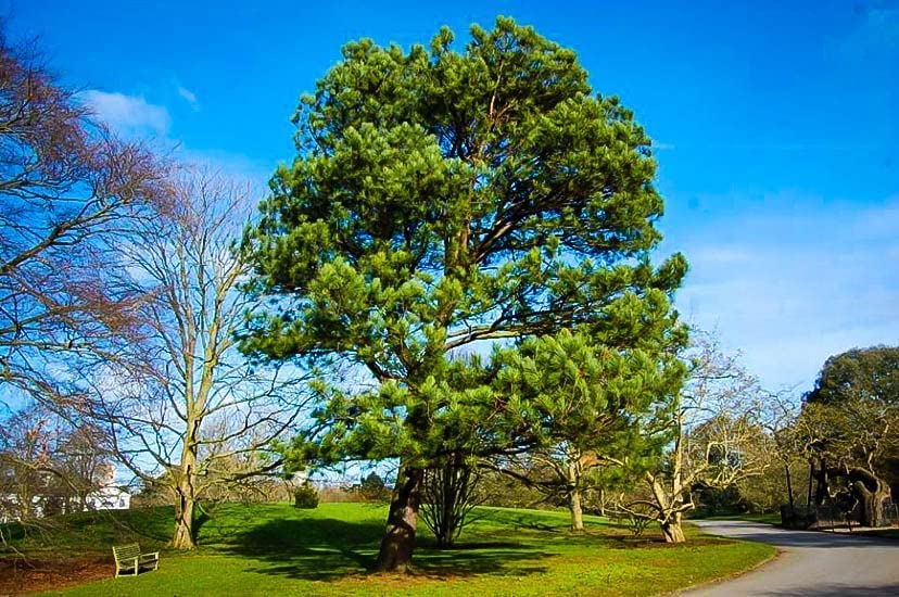 Loblolly Pine Tree | 3 Live Plants | Pinus Taeda | Fast Growing Stately Shade Tree