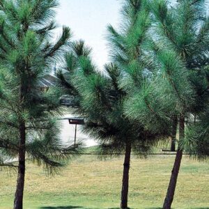 Loblolly Pine Tree | 3 Live Plants | Pinus Taeda | Fast Growing Stately Shade Tree