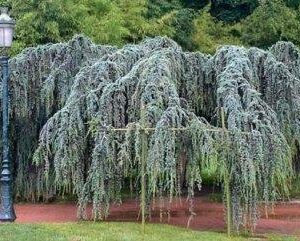 Weeping Blue Atlas Cedar 3 - Year Live Tree