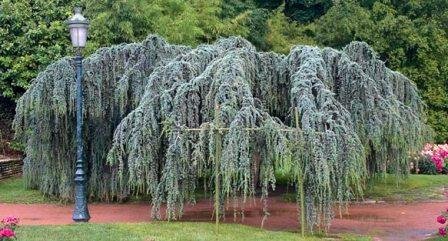 Weeping Blue Atlas Cedar 3 - Year Live Tree