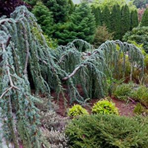 Weeping Blue Atlas Cedar 3 - Year Live Tree