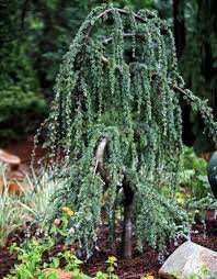 Weeping Blue Atlas Cedar 3 - Year Live Tree