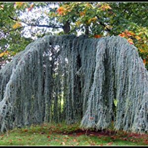 Weeping Blue Atlas Cedar 3 - Year Live Tree