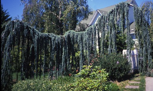 Weeping Blue Atlas Cedar 3 - Year Live Tree