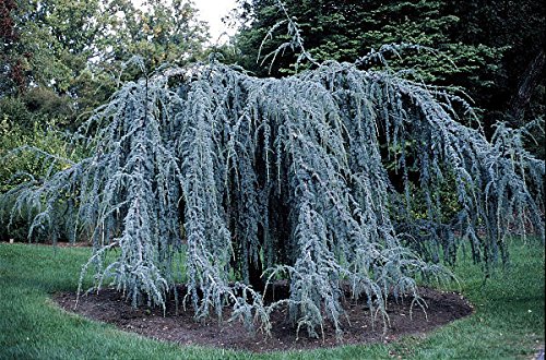 Weeping Blue Atlas Cedar 3 - Year Live Tree