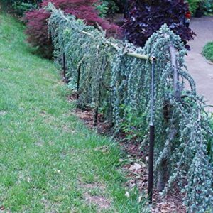 Weeping Blue Atlas Cedar 3 - Year Live Tree