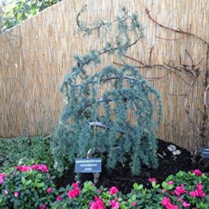 Weeping Blue Atlas Cedar 3 - Year Live Tree