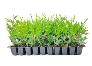 thuja arborvitae green giant qty 30 live trees evergreen privacy