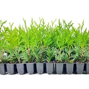 Thuja Arborvitae Green Giant Qty 30 Live Trees Evergreen Privacy