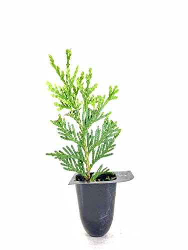 Thuja Arborvitae Green Giant Qty 30 Live Trees Evergreen Privacy