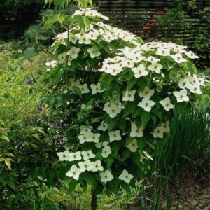 Elizabeth Lustgarten Flowering Weeping Dogwood - 2 Gallon Established Roots Potted Plant - Cornus kousa 'Elizabeth Lustgarten', Fast Growing Tree, Easy Care, Spring Flowers, Fall Colors-