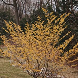 TriStar Plants - American Witch Hazel - 1 Gallon Trade Pot, 3'-4'ft Tall, Native, Hamamelis virginiana, Attracts Pollinators, Fast Growing Trees