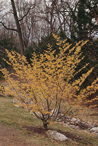 TriStar Plants - American Witch Hazel - 1 Gallon Trade Pot, 3'-4'ft Tall, Native, Hamamelis virginiana, Attracts Pollinators, Fast Growing Trees