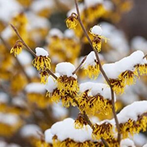 TriStar Plants - American Witch Hazel - 1 Gallon Trade Pot, 3'-4'ft Tall, Native, Hamamelis virginiana, Attracts Pollinators, Fast Growing Trees