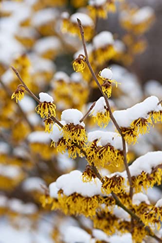 TriStar Plants - American Witch Hazel - 1 Gallon Trade Pot, 3'-4'ft Tall, Native, Hamamelis virginiana, Attracts Pollinators, Fast Growing Trees