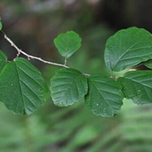 TriStar Plants - American Witch Hazel - 1 Gallon Trade Pot, 3'-4'ft Tall, Native, Hamamelis virginiana, Attracts Pollinators, Fast Growing Trees