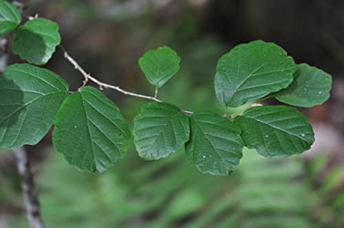 TriStar Plants - American Witch Hazel - 1 Gallon Trade Pot, 3'-4'ft Tall, Native, Hamamelis virginiana, Attracts Pollinators, Fast Growing Trees