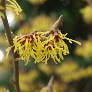 TriStar Plants - American Witch Hazel - 1 Gallon Trade Pot, 3'-4'ft Tall, Native, Hamamelis virginiana, Attracts Pollinators, Fast Growing Trees