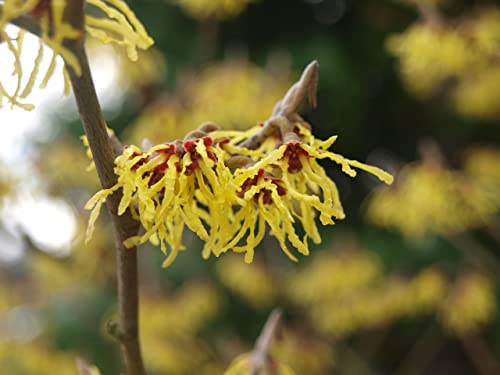 TriStar Plants - American Witch Hazel - 1 Gallon Trade Pot, 3'-4'ft Tall, Native, Hamamelis virginiana, Attracts Pollinators, Fast Growing Trees