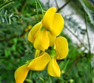300 sesbania sesban seeds – Điên điển – fast growing yellow hummingbird tree (egyptian rattle pod – egyptian riverhemp) vietnamese herb and vegetable