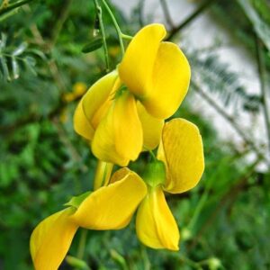 300 Sesbania Sesban Seeds - Điên điển - Fast Growing Yellow Hummingbird Tree (Egyptian Rattle pod - Egyptian Riverhemp) Vietnamese Herb and Vegetable