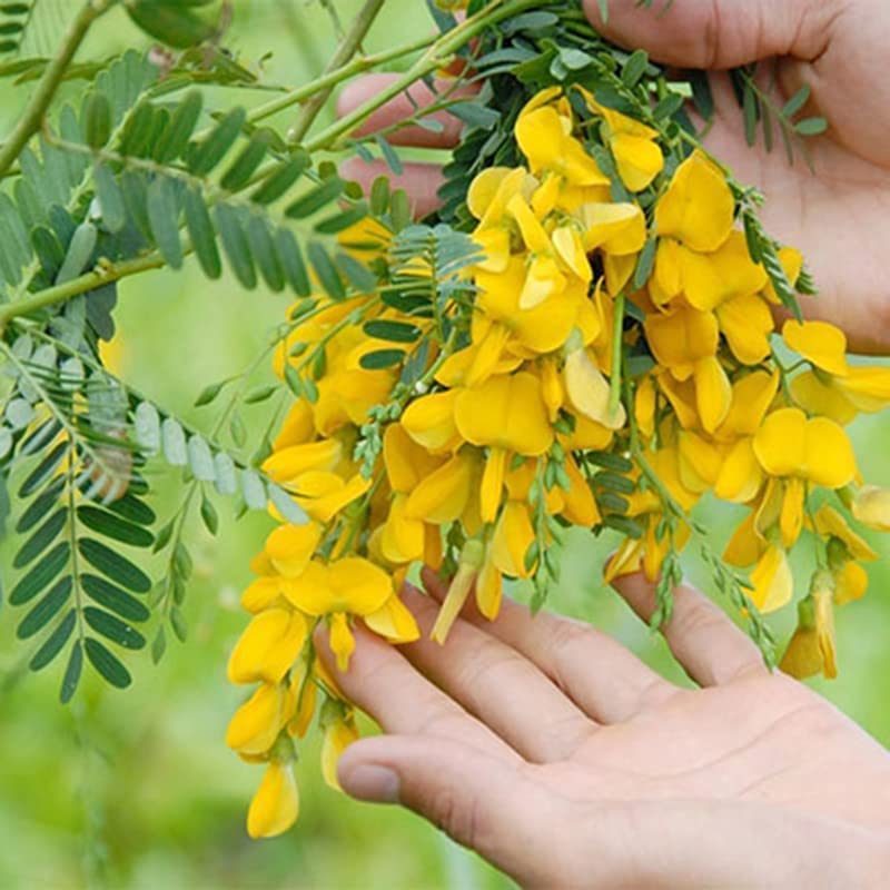 300 Sesbania Sesban Seeds - Điên điển - Fast Growing Yellow Hummingbird Tree (Egyptian Rattle pod - Egyptian Riverhemp) Vietnamese Herb and Vegetable