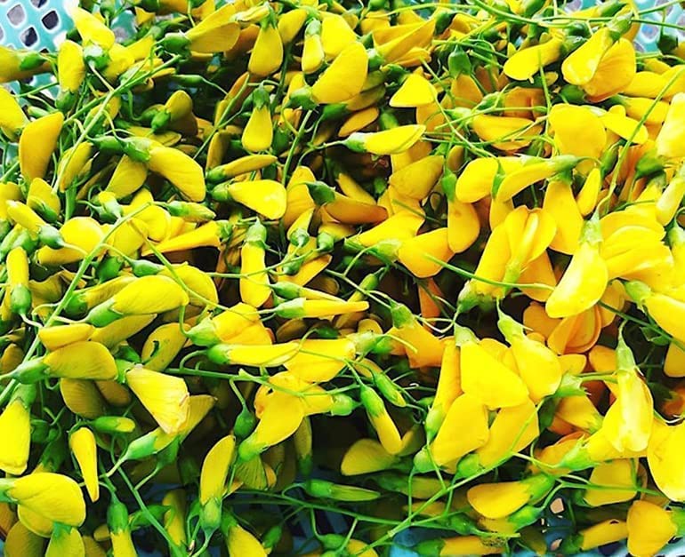 300 Sesbania Sesban Seeds - Điên điển - Fast Growing Yellow Hummingbird Tree (Egyptian Rattle pod - Egyptian Riverhemp) Vietnamese Herb and Vegetable